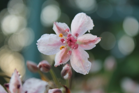 Beautiful Flowers - nature, flowers, petals, pink