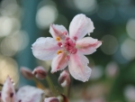 Beautiful Flowers