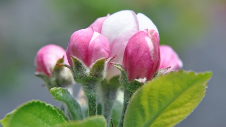 Beautiful Flowers - flowers, petals, pink, nature