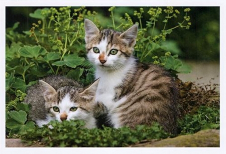 Cute Two Kittens - cat, kittens, animal, cute