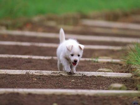 White Puppy on Stairs - stairs, white, animal, dog, puppy