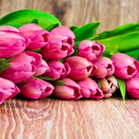 Pink Tulips