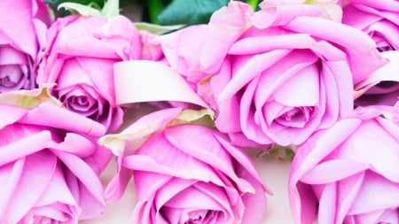 Beautiful Rose - bloom, flowers, nature, pink