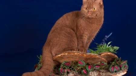 Cute Cat - brown, flowers, cat, animals