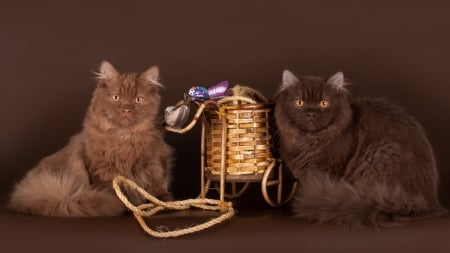 Brown Cats - basket, cats, brown, animals