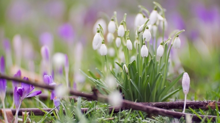 Spring freshness - pretty, crocuses, beautiful, snowdrops, spring, lovely, freshness