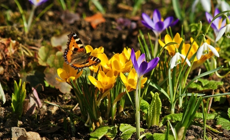 Crocus Flowers - nature, crocus, pretty, flower