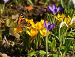 Crocus Flowers