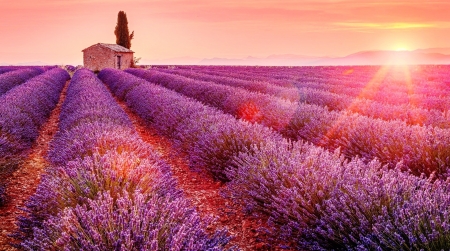 Lavender field - cottage, rays, summer, field, sunset, glow, pretty, beautiful, pink, house, sunrise, lavender