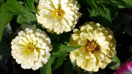 Beautiful Zinnias - zinnias, flowers, blossom, macro, nature