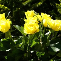 Yellow Roses