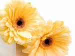 Yellow Gerbera