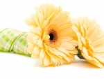 Yellow Gerbera