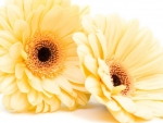 Yellow Gerbera