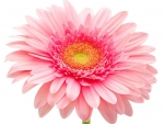 Pink Gerbera