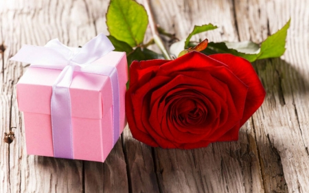 Red Rose - gift, rose, flower, red