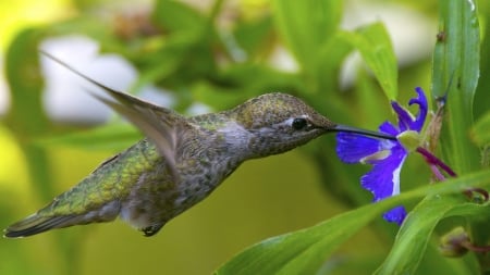 Hummingbirds And Blue Flower - flowers, bird, animal, blue, hummingbird