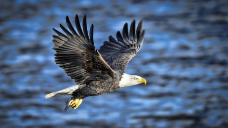 Eagle Flight Caught Fish - lake, eagle, fish, animal, wings, flight, sea, bird