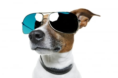 Funny dog - white, caine, jack russell terrier, dog, blue, animal, funny, sunglasses