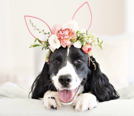 Happy Easter! - ears, dog, flower, pink, bunny, easter, black, white, wreath, funny, cute, caine