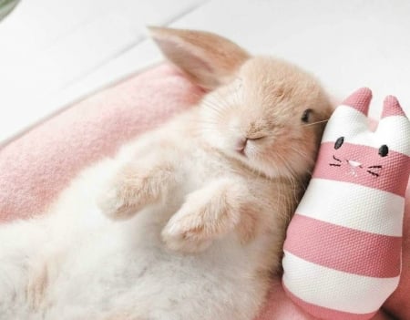 Bunnies - toy, rabbit, funny, pink, cute, bunny, sleep