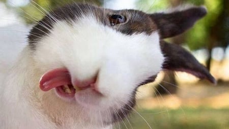 Silly bunny - rabbit, bunny, silly, easter, black, rodent, white, animal, funny, cute, face, tongue