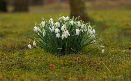 Snowdrops - snowdrops, flowers, grass, spring