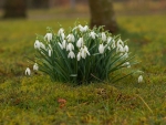 Snowdrops