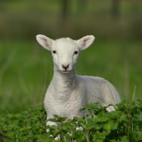 Spring Lamb