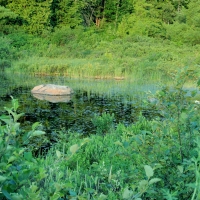 Forest And A Pond