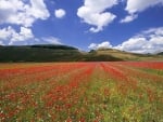 Flower Field