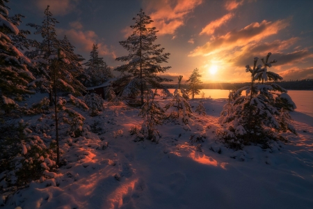 * - snow, trees, winter, nature