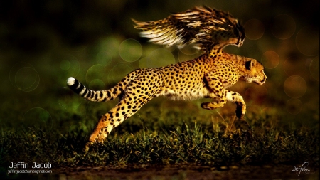 Flying Jaguar