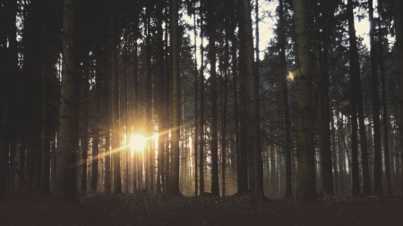 Breakthrough - nature, sunset, forest, peaceful