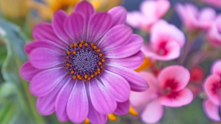 Purple Daisy Flower - flowers, nature, purple, macro, daisy, petals