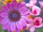 Purple Daisy Flower