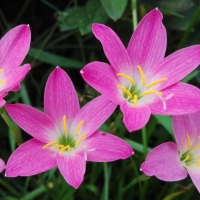 Pink Orchid Flowers