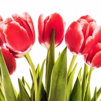 Red tulips