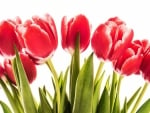 Red tulips