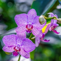 Exotic orchids