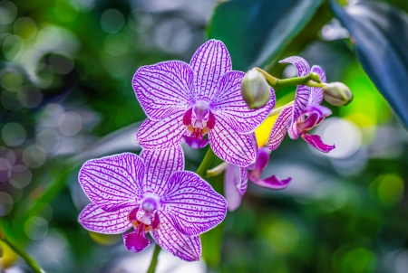 Exotic orchids - orchids, branch, lovely, exotic, pretty, macro, pink, flwoers, beautiful