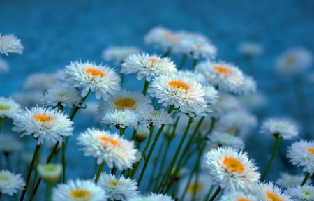 Spring flowers - daisies, flowers, camomile, beautiful, macro, spring