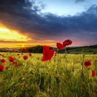 Poppy field at sunset