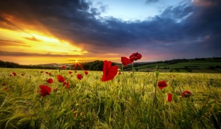 Poppy field at sunset - sky, sunset, field, meadow, fiery, beautiful, flowers, grass, poppy