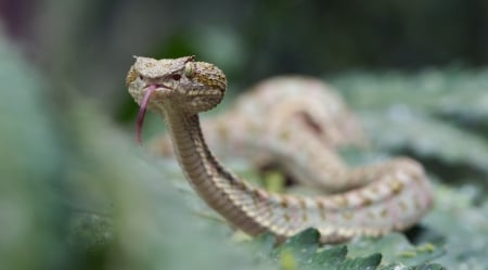 Eyelash Viper - snake, venomous, deadly, Eyelash Viper, viper, scary, animal, reptile, dangerous, wild