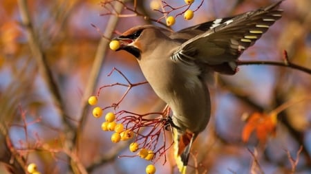 Waxwing on the Branch