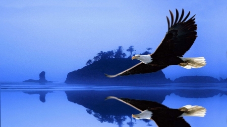 Bald Eagle in Flight - bird, animal, bald eagle, wings, lake, reflection