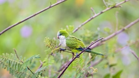 Cute Parrot on the Branch - trees, branch, parrot, animal, bird