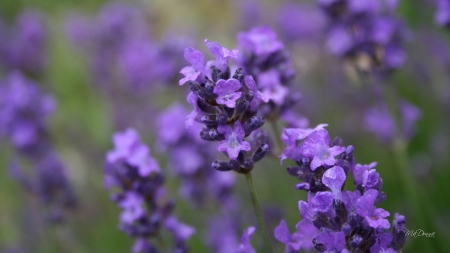 Fragrant Lavender - calm, flowers, Firefox Persona theme, perfume, lavender, purple, summer, fragrant