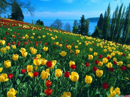 Tulip hill - hill, gtrrn, tulip, flowers, grass